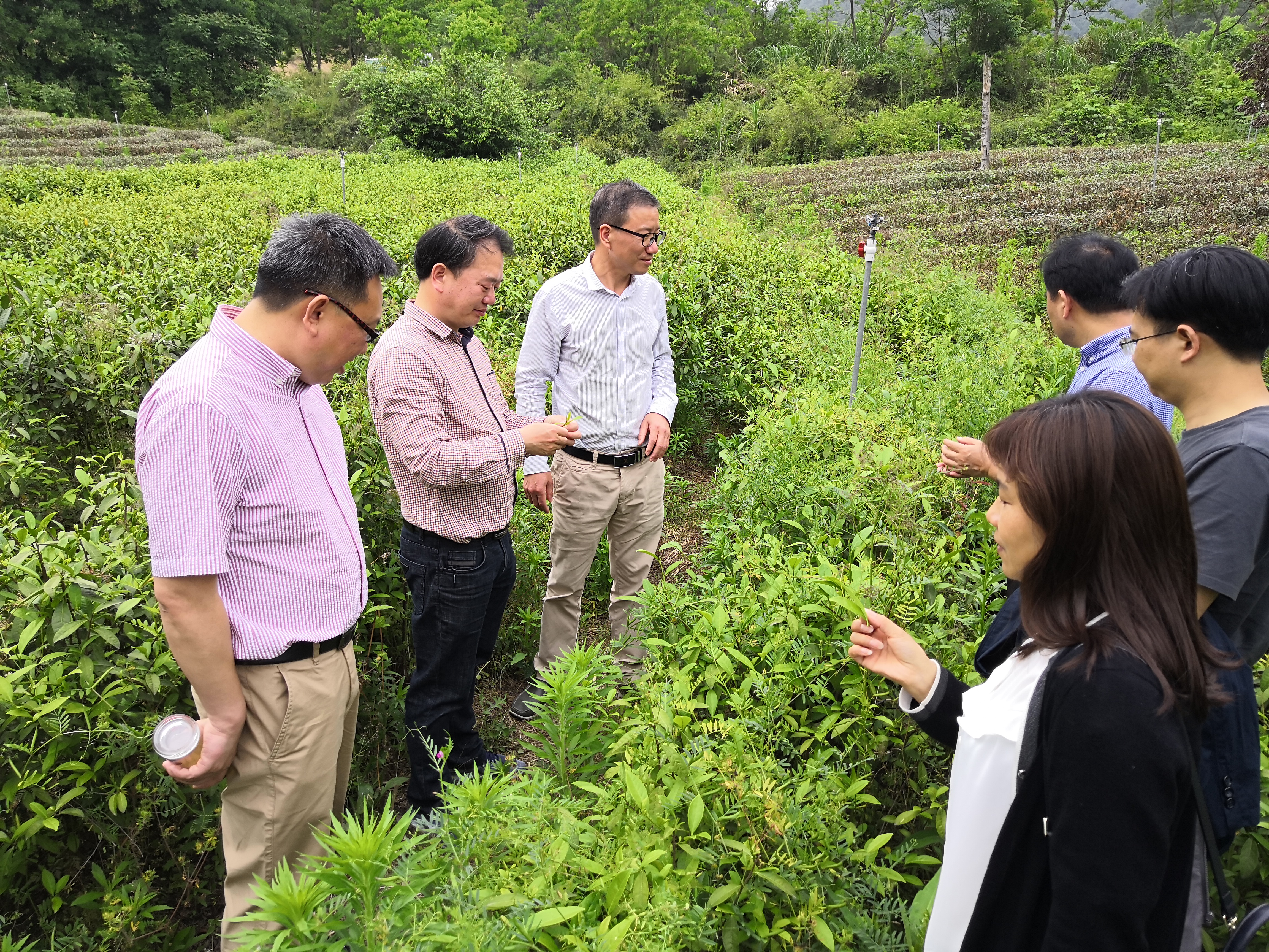 湖北远安县领导一行到文法学院共议茶产业规划